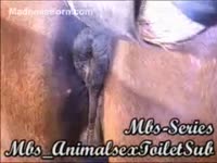 Black dog enjoys licking horse's twat in the stables
